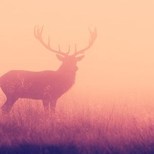 Meet your Posher, Hunter